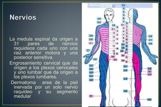 La medula espinal da origen a
31 pares de nervios
raquideos cada uno con una
raiz anterior motora y una
posterior sensitiva.
Engrosamiento cervical que da
origen a los plexos cervicales
y uno lumbar que da origen a
los plexos lumbares.
Dermatoma area de la piel
inervada por un solo nervio
raquideo y su segmento
medular
 