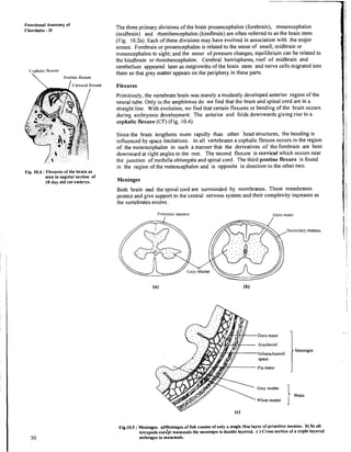 Functional Anatomy of
Chordates - I1
The three primary divisions of the brain prosencephalon (forebrain), mesencephalon
(midbrain) and rhombencephalon (hindbrain) are often referred to as the brain stem
(Fig. 10.2a). Each of these divisions may have evolved in association with the major
senses. Forebrain or prosencephalon is related to the sense of smell; midbrain or
tnesencephalon to sight; and the sense of pressure changes, equilibrium can be related to
the hindbrain or rhombencephalon. Cerebral hemispheres, roof of midbrain and
cerebellum appeared later as outgrowths of the brain stem and nerve cells migrated into
C'cplial~c
Ilexvrr

them so that grey matter appears on the periphery in these parts.
I'ontinc flexure
I
Fig. 10.4 :Flexures of the brain as
seen in sagittal section of
18 day old rat embryo.
Flexures
Primitively, the vertebrate brain was merely a modestly developed anterior region of the
neural tube. Only in the amphioxus do we find that the brain and spinal cord are in a
straight line. With evolution, we find that certain flexures or bending of the brain occurs
during embryonic development. The anterior end folds downwards giving rise to a
cephalic flexure (CF) (Fig. 10.4).
Since the brain lengthens more rapidly than other 'head structures, the bending is
influenced by space limitations. In all vertebrates a cephalic flexure occurs in the region
of the mesencephalon in such a manner that the derivatives of the forebrain are bent
downward at right angles to the rest. The second flexure is cervical which occurs near
the junction of medulla oblongata and spinal cord. The third pontine flexure is found
in the region of the metencephalon and is opposite in direction to the other two.
Meninges
Both brain and the spinal cord are surrounded by membranes. These membranes
protect and give support to the central nervous system and their complexity increases as
the vertebrates evolve.
I'ria~itivcmeninx I>ura mater
#
v
Arachnoid
, ) Y : ; ~ a c h a n o i d
7 .St
Pia mater
Grey mattei
White matter
IMeninges
Fig.1O.S :Meninges. ajyeninges of fish consist of only a single thin layer of primitive meninx. b) In all
tetrapods exkept mammals the meninges is double layered. c ) Cross section of a triple layered
meninges in mammals.
 