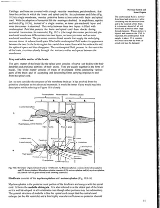 Cartilage and bone are covered with a tough vascular membrane, perichondirum, that
lines the cavities in which the brain and spinal cord lie. In cyclostomes and fishes (Fig.
10.5a) a single membrane, meninx pri~nitiva
forms a close union with brain and spinal
cord. With the adoption of terrestrial life the meninges doubled. In amphibians, reptiles
and birds (Fig. 10.5b), instead of a single meninx, an inner pia-arachnoid layer and
outer dura mater is observed. The cavity between these two layers is filled with
cerebrospinal fluid that protects the brain and spinal cord from shocks during
terrestrial !ocomotion. In mammals ( Fig. 10.5 c ) the tough dura mater persists and pia-
arachnoid membrane differentiates into two layers, an inner pia mater and an outer
arachnoid membrane. The pia mater contains blood vessels that supply the underlying
nervous tissue. A subarachnoid space filled with cerebrospinal fluid makes its appearance
between the two. In the brain region the cranial dura mater fuses with the endorachis and
the epidural space and thus disappears. The cerebrospinal fluid, present in the ventricles
of the brain, circulates slowly through the various cavities and spaces between the
membranes.
Grey and white matter of the brain
The grey matter of the brain like the spinal cord consists of nerve cell bodies with their
dendrites and proximal portions of their axons. They are usually together in the form of
nuclei. The white matter consists of tracts of myelinated fibres connecting various
parts df the brain and of ascending and descending fibres carrying impulses to and
from the spinal cord.
Let us now consider the structure of the vertebrate brain as it has evolved from the
primitive chordates to the advanced mammals. It would be better if you would read this
description while referring to Figure 10.6 closely.
I'rosmcephalon Mese~lcephalon Rhombrncrphalon
-1-
C'crebralhemisphere
A
Hypothalamusyentrd thalamus
Fig. 10.6: Strttcturc of gettrralised brain in vertebrates. A) Prosencrphalott cl)t~sists
of (1) tclcncepltalon
and (2)diettccphalons. Rltombencepltalon consists of (3) ~~~etcttccpltalon
and (4) myelerrccphalon,
(B) Iatcral view of genet-alised brain showing ventriclrs.
Hindbrain consists of the myelencephalon and metencephalon (Fig. 10.6 A).
Nervous System and
Sense Organs
The cerebrospinal fluid is derived
from blood and returns to it while
circulating over the nervous tissue
and in the ventricle of the brain.
It is however, devoid of all red
blood cells as well as other large
formed elements. When a person is
injured and trauma to the CNS is
suspected, the cerebrospinal fluid
sample is taken. If it contains
red blood cells then the brain or
spinal cord may be damaged.
Myelencephaloil is the posterior most portion of the hindbrain and merges with the spinal
cord. It forms the medulla oblongata. It is also referred to as the oldest part of the brain
as it is well developed in all vertebrates even though other portions may be rudimentary.
The general structure of medulla is like the spinal cord except that the central canal
enlarges (as the 4th ventricle) and a thin highly vascular roof known as posterior choroid
 