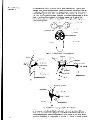 Fuactional Anatomy 01
' Chordates - I1 flush with the body surface but in most reptiles, birds and mammals it is present at the
inner end of the external auditory meatus. Thejawless fishes and cartilaginous fishes lack
a middle ear and cannot detect sound from distant sources. In some bony fishes sound is
transmitted through extensions of the swim bladder in direct contact with the inner ear.
This gas or swim blladder contracts and expands at frequencies corresponding to incoming
sound waves. Speclialbony processes the Weberian ossicles provide a direct link
between the swirnbladder and inner ear (Fig. 10.17) increasing the ability to perceive
higher frequency sounds.
Sacculus Semicircularcanals
Sinus irnpar
Fig.10.17: The fish inncr car or 'ehcrian apparat~rs.
Middle ear chamber
(a)
Quadrate
Ligament Ligament
1 .
Extrastapes
,Stapes (columella)
1,igament
Articular
~ A n g u , A r
Round window
Stapcs (columcllii)
Oval window
Round window
(c)
Fig. 10.10: hliddle car ol'tctrapods. (a) frog. (b) lizard. (c) bird.
As the tetrapods evolved on land the first gill pouch enlarges to form the middle ear
cavity which is connected to the pharynx by a tube the Eustachian tube which serves to
equalise the air pressure in the middle ear cavity with the outside the ear. Sound waves
that vibrate the eardrum are transmitted to the inner ear by a bone or ear ossicle known as
 