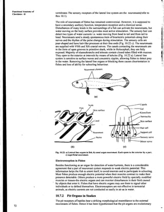 Functional Anatomy of
Chordates - I1
vertebrates The sensory receptors of the lateral line system are the neuromasts(referto
Box 10.1).
The role of neuromasts of fishes has remained controversial. However, it is supposed to
have a secondaryauditory function,temperature reception and a chemical sense.
Disturbances of mapy kinds in the surroundingsof a fish can activate the neuromasts, but
water moving on the body surface provides most active stimulation. The sensory hair can
detect two types of water currents i.e. water moving from head to tail and from tail to
head. Weuromastssend a steady spontaneoustrain of bioelectric potentials along their
nerves and the rhythm of the pulse changes during stimulation. The sensory cells are
pear-shaped and have hair-like processes at their free ends (Fig. 10.22c). The neuromasts
are supplied with Vllth and Xth cranial nerves. The canals contacting the neuromasts are
in the form of open grooves in primitive shark, while in Holocephali,they are fully
exposed. Majority of elas~nobranchs
and teleosts contain closed tubes filled with mucous.
'They open to the exterior at intervals by means of tubules (Fig. 10.22 a). Lateral line
system is sensitivet
o surfacewaves and concentric ripples, allowing fishesto detect prey
in the water. Removing the lateral line organs or blocking them causes disorientation in
fishes and loss of ability for schooling behaviour.
,
Ncrvc
Ki~lociliuln
Stereocilia
Skin surface
Hair cell
Support cell
Sensory llervc
Motor nerve
Fig. 10.22: a) Lateral line organs in fish, b) canal organ neuromast. Each opens to the exterior by a pori.
c) superficial neuromast.
Electroreception in Fishes
Besides functioningas an organ for detection of waterturrents, there is a considerable
agreementthat a part of neuromast system responds to weak electric potential. This
information helps the fish to orient itself, to avoid enemies and to participate in schooling.
Most fishes produce enough electric potential when their muscles contract to make their
presence detectable,Others produce a more powerful electric field by specially modified
muscles or tissues-the electric organs and can monitor disturbances in their field caused
by objects that enter it. Fishes that have electric organs may use them to signal other
individuals or to defend themselves. Electroreceptorsare not effective in terrestrial
animals, as electriccurrents are not conducted so easily in air as in water.
10.7.2 Pit Organs in Snakes
'The pit receptors of'reptiles bear a striking morphological resemblanceto the external
neuromasts of fishes. Hence it has been hypothesised that the pit organs are evolutionary
 