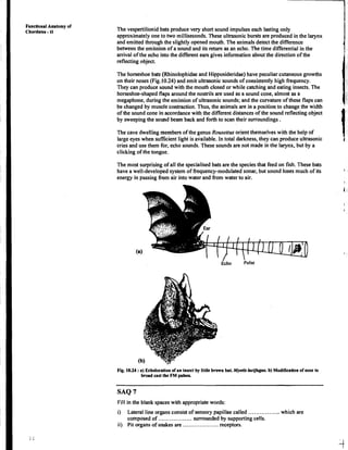 FunctionalAmatonly of
Chordates-ll The vespertilionid bats produce very short sound impulses each lasting only
approximatelyone to two milliseconds. These ultrasonic bursts are produced in the larynx
and emitted through the slightlyopened mouth. The animals detect the difference
between the emission of a sound and its return as an echo. The time differential in the
arrival of the echo into the differentears gives information about the direction of the
reflectingobject.
The horseshoe bats (Rhinolophidaeand Hipposideridae)have peculiar cutaneous growths
on their noses (Fig.10.24) and emit ultrasonic sounds of consistentlyhigh frequency.
They can produce sound with the mouth closed or while catching and eating insects. The
horseshoe-shaped flaps around the nostrils are used as a sound cone, almost as a
megaphone, during the emission of ultrasonicsounds; and the curvature of these flaps can
be changed by musale contraction.Thus, the animalsare in a position to change the width
of the sound cone in accordancewith the different distances of the sound reflecting object
by sweepingthe sound beam back and forth to scan their surroundings .
The cave dwellingmembers of the genus Rousettus orient themselves with the help of
large eyes when sufficient light is aiailable. In total darkness,they can produce ultrasonic
t1
cries and use them for, echo sounds. 'These sounds are not made in the larynx, but by a
clicking of the tongue.
The most surprisingof all the specialisedbats are the speciesthat feed on fish. These bats
have a well-developed system of frequency-modulatedsonar, but sound loses much of its t
energy in passing frtim air into water and from water to air.
~ c h o Pulse
Fig. 10.24 :a) Echolocation of an insect by little brown bat. Myotis lucifugus. b) Modification of nose to
broad cast the FM pulses.
SAQ 7
Fill in the blank spaceswith appropriatewords:
.................
i) Lateral line organs consist of sensory papillae called which are
composed of..,...............surrounded by supportingcells.
ii) Pit organs of snakes are ...................receptors.
 