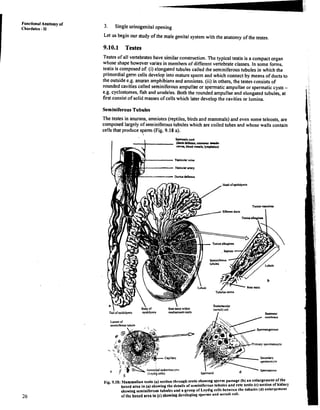 I
Functional Anatomy of
Chordates - 11
3. Single urinogenital opening
Let us begin our studyof the male genital system with the anatomy of the testes.
9.10.1 Testes
Testes of all vertebrates have similar construction. Thetypical testis is a compact organ
whose shape however varies in members of different vertebrate classes. In some forms,
testis is composed of: (i) elongated tubules called the seminiferous tubules in which the
primordial gem ce~lls
develop into maturesperm and which connect by means of ducts to
the outsidee.g. anulran amphibiansand amniotes.(ii) in others,the testes consists of
rounded cavities called seminiferousampullaeor spermaticampullae or spermatic cysts -
e.g. cyclostomes,fish and urodeles. Both the rounded ampullae and elongated tubules, at
first consist of solid masses of cellswhich later developthe cavities or lumina.
SeminiferousTubules
The testes in anurans, amniotes(reptiles, birds and mammals) and even some teleosts, are
composed largely ofiseminiferoustubules which are coiled tubes and whose walls contain
cells that produce sperm (Fig. 9.18 a).
I
Fig. 9.18: nlwmmnlian testis (a) section through testis show~ng
spcrm passage (b) nn enlargement of the
boxed nrer in (a) showing the details of seminiferous tubules and rete testis (c) section of kidne)
showing seminiferoldstubules and a group of Leydig cells between the tubules (d) enlargement
of the boxed area inkc) showingdcvcopingsperms and sertoli cell.
 