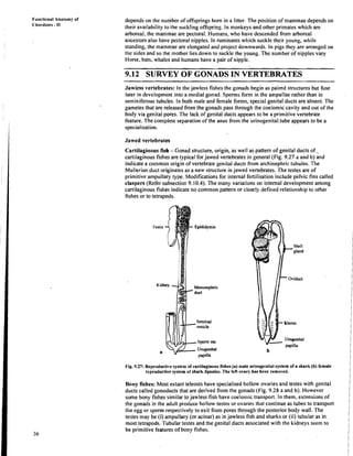 Functional Anatonly of
Cl~ordates
- I1
depends on the nunbber of offsprings born in a litter. The position of mammae depends on
their availability to the suckling offspring. In monkeys and other primates which are
arboreal, the mamlnae are pectoral. Humans, who have descended from arboreal
ancestors also have pectoral nipples. In ruminants which suckle their young, while
standing, the mammae are elongated and project downwards. In pigs they are arranged on
the sides and so the mother lies down to suckle the young. The number of nipples vary
Horse, bats, whales and humans have a pair of nipple.
9.12 SURVEY OF GONADSIN VERTEBRATES
Jawless vertebrates: In the jawless fishes the gonads begin as paired structures but fuse
later in development into a medial gonad. Sperms forni in the ampullae rather than in
seminiferous tubulbs. In both male and female forms, special genital ducts are absent. The
gametes that are reileased from the gonads pass through the coelomic cavity and out of the
body via genital pores. The lack of genital ducts appears to be a primitive vertebrate
feature. The complete separation of the anus from the urinogenital.tube appears to be a
specialisation.
Jawed vertebrates
Cartilaginous fish -Gonad structure, origin, as well as pattern of genital ducts of ..
cartilaginous fishes are typical forjawed vertebrates in general (Fig. 9.27 a and b) and
indicate a common origin of vertebrate genital ducts from archinephric tubules. The
Mullerian duct originates as a new structure in jawed vertebrates. The testes are of
primitive arnpullaty type. Modifications for internal fertilisation include pelvic fins called
claspers (Refer subsection 9.10.4). The many variations on internal development among
cartilaginous fishes indicate no common pattern or clearly defined relationship to other
fishes or to tetrapods.
Fig. 9.27: Reproductive system of cartilaginons fishes (a) male urinogeoital system of a shark (b)female
reproduttive system of shark Squabrs. The left ovary has been removed.
Bony fishes: Mlost extant teleosts have specialised hollow ovaries and testes with genital
ducts called gonoducts that are derived from the gonads (Fig. 9.28 a and b). However
some bony fishes similar tojawless fish have coelomic transport. In them. extensions of
the gonads in the adult produce hollow testes or ovaries that continue as tubes to transport
the egg or sperm respectively to exit from pores through the posterior body wall. The
testes may be (i) ampullary (or acinar) as in jawless fish and sharks or (ii) tubular as in
most tetrapods. Tubular testes and the genital ducts associated with the kidneys seem to
be primitive features of bony fishes.
 