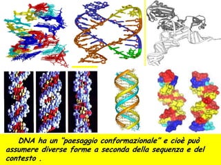 Il DNA ha un “paesaggio conformazionale” e cioè può
assumere diverse forme a seconda della sequenza e del
contesto .
 