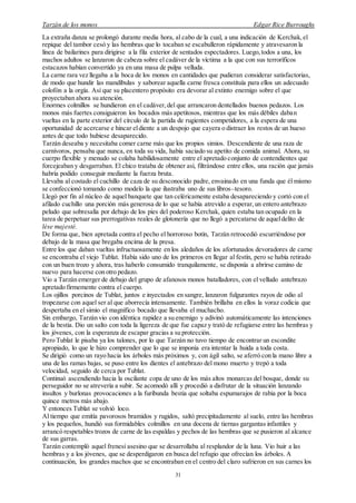 Tarzán de los monos Edgar Rice Burroughs
31
La extraña danza se prolongó durante media hora, al cabo de la cual, a una indicación de Kerchak,el
repique del tambor cesó y las hembras que lo tocaban se escabulleron rápidamente y atravesaron la
línea de bailarines para dirigirse a la fila exterior de sentados espectadores. Luego,todos a una, los
machos adultos se lanzaron de cabeza sobre el cadáver de la víctima a la que con sus terroríficos
estacazos habían convertido ya en una masa de pulpa velluda.
La carne rara vez llegaba a la boca de los monos en cantidades que pudieran considerar satisfactorias,
de modo que hundir las mandíbulas y saborear aquella carne fresca constituía para ellos un adecuado
colofón a la orgía. Así que su placentero propósito era devorar al extinto enemigo sobre el que
proyectaban ahora su atención.
Enormes colmillos se hundieron en el cadáver,del que arrancaron dentellados buenos pedazos. Los
monos más fuertes consiguieron los bocados más apetitosos, mientras que los más débiles daban
vueltas en la parte exterior del círculo de la partida de rugientes competidores, a la espera de una
oportunidad de acercarse e hincar eldiente a un despojo que cayera o distraer los restos de un hueso
antes de que todo hubiese desaparecido.
Tarzán deseaba y necesitaba comer carne más que los propios simios. Descendiente de una raza de
carnívoros, pensaba que nunca, en toda su vida, había saciado su apetito de comida animal. Ahora, su
cuerpo flexible y menudo se colaba habilidosamente entre el apretado conjunto de contendientes que
forcejeaban y desgarraban. El chico trataba de obtener así, filtrándose entre ellos, una ración que jamás
habría podido conseguir mediante la fuerza bruta.
Llevaba al costado el cuchillo de caza de su desconocido padre, envainado en una funda que él mismo
se confeccionó tomando como modelo la que ilustraba uno de sus libros–tesoro.
Llegó por fin al núcleo de aquel banquete que tan celéricamente estaba desapareciendo y cortó con el
afilado cuchillo una porción más generosa de lo que se había atrevido a esperar,un entero antebrazo
peludo que sobresalía por debajo de los pies del poderoso Kerchak, quien estaba tan ocupado en la
tarea de perpetuar sus prerrogativas reales de glotonería que no llegó a percatarse de aqueldelito de
lése majesté.
De forma que, bien apretada contra el pecho el horroroso botín, Tarzán retrocedió escurriéndose por
debajo de la masa que bregaba encima de la presa.
Entre los que daban vueltas infructuosamente en los aledaños de los afortunados devoradores de carne
se encontraba el viejo Tublat. Había sido uno de los primeros en llegar al festín, pero se había retirado
con un buen trozo y ahora, tras haberlo consumido tranquilamente, se disponía a abrirse camino de
nuevo para hacerse con otro pedazo.
Vio a Tarzán emerger de debajo del grupo de afanosos monos batalladores, con el velludo antebrazo
apretado firmemente contra el cuerpo.
Los ojillos porcinos de Tublat, juntos e inyectados en sangre, lanzaron fulgurantes rayos de odio al
tropezarse con aquel ser al que aborrecía intensamente. También brillaba en ellos la voraz codicia que
despertaba en el simio el magnífico bocado que llevaba el muchacho.
Sin embargo, Tarzán vio con idéntica rapidez a su enemigo y adivinó automáticamente las intenciones
de la bestia. Dio un salto con toda la ligereza de que fue capaz y trató de refugiarse entre las hembras y
los jóvenes, con la esperanza de escapar gracias a su protección.
Pero Tublat le pisaba ya los talones, por lo que Tarzán no tuvo tiempo de encontrar un escondite
apropiado, lo que le hizo comprender que lo que se imponía era intentar la huida a toda costa.
Se dirigió como un rayo hacia los árboles más próximos y, con ágil salto, se aferró con la mano libre a
una de las ramas bajas, se puso entre los dientes el antebrazo del mono muerto y trepó a toda
velocidad, seguido de cerca por Tublat.
Continuó ascendiendo hacia la oscilante copa de uno de los más altos monarcas del bosque, donde su
perseguidor no se atrevería a subir. Se acomodó allí y procedió a disfrutar de la situación lanzando
insultos y burlonas provocaciones a la furibunda bestia que soltaba espumarajos de rabia por la boca
quince metros más abajo.
Y entonces Tublat se volvió loco.
Al tiempo que emitía pavorosos bramidos y rugidos, saltó precipitadamente al suelo, entre las hembras
y los pequeños, hundió sus formidables colmillos en una docena de tiernas gargantas infantiles y
arrancó respetables trozos de carne de las espaldas y pechos de las hembras que se pusieron al alcance
de sus garras.
Tarzán contempló aquel frenesí asesino que se desarrollaba al resplandor de la luna. Vio huir a las
hembras y a los jóvenes, que se desperdigaron en busca del refugio que ofrecían los árboles. A
continuación, los grandes machos que se encontraban en el centro del claro sufrieron en sus carnes los
 