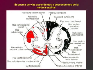 Esquema de vías ascendentes y descendentes de la médula espinal  