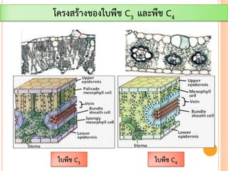 โครงสร้างของใบพืช C3 และพืช C4
ใบพืช C3 ใบพืช C4
 