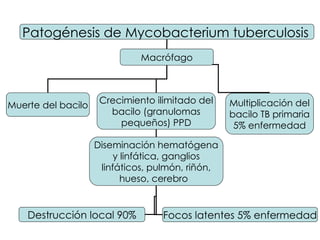Patogénesis de Mycobacterium tuberculosis   Muerte del bacilo Macrófago Crecimiento ilimitado del bacilo (granulomas pequeños) PPD Multiplicación del bacilo TB primaria 5% enfermedad Diseminación hematógena y linfática, ganglios linfáticos, pulmón, riñón, hueso, cerebro  Focos latentes 5% enfermedad Destrucción local 90% 