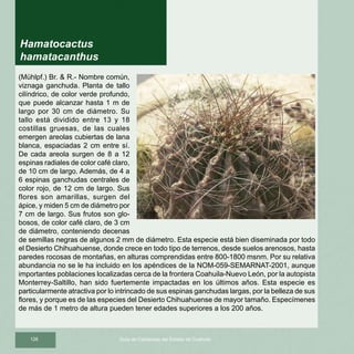 126 Guía de Cactáceas del Estado de Coahuila
(Mühlpf.) Br.  R.- Nombre común,
viznaga ganchuda. Planta de tallo
cilíndrico, de color verde profundo,
que puede alcanzar hasta 1 m de
largo por 30 cm de diámetro. Su
tallo está dividido entre 13 y 18
costillas gruesas, de las cuales
emergen areolas cubiertas de lana
blanca, espaciadas 2 cm entre sí.
De cada areola surgen de 8 a 12
espinas radiales de color café claro,
de 10 cm de largo. Además, de 4 a
6 espinas ganchudas centrales de
color rojo, de 12 cm de largo. Sus
flores son amarillas, surgen del
ápice, y miden 5 cm de diámetro por
7 cm de largo. Sus frutos son glo-
bosos, de color café claro, de 3 cm
de diámetro, conteniendo decenas
de semillas negras de algunos 2 mm de diámetro. Esta especie está bien diseminada por todo
el Desierto Chihuahuense, donde crece en todo tipo de terrenos, desde suelos arenosos, hasta
paredes rocosas de montañas, en alturas comprendidas entre 800-1800 msnm. Por su relativa
abundancia no se le ha incluido en los apéndices de la NOM-059-SEMARNAT-2001, aunque
importantes poblaciones localizadas cerca de la frontera Coahuila-Nuevo León, por la autopista
Monterrey-Saltillo, han sido fuertemente impactadas en los últimos años. Esta especie es
particularmente atractiva por lo intrincado de sus espinas ganchudas largas, por la belleza de sus
flores, y porque es de las especies del Desierto Chihuahuense de mayor tamaño. Especímenes
de más de 1 metro de altura pueden tener edades superiores a los 200 años.
Hamatocactus
hamatacanthus
 