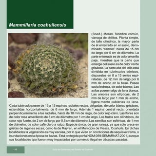 138 Guía de Cactáceas del Estado de Coahuila
(Boed.) Moran. Nombre común,
viznaga de chilitos. Planta simple,
de tallo cilíndrico, la mayor parte
de él enterrado en el suelo, deno-
minado “camote” hasta de 15 cm
de largo por 5 cm de diámetro. La
parte enterrada es de color amarillo
paja, mientras que la parte que
emerge del suelo es de color verde
grisáceo. La parte alta del tallo está
dividida en tubérculos cónicos,
dispuestos en 8 a 13 series espi-
raladas, de 12 mm de largo por 6
mm de ancho en la base. Posee
savia lechosa, de color blanco. Las
axilas poseen algo de lana blanca.
Las areolas son elípticas, de 2
mm de largo por 1 mm de ancho,
ligera-mente cubiertas de lana.
Cada tubérculo posee de 13 a 15 espinas radiales rectas, delgadas, de color blanco grisáceo,
extendidas horizontalmente, de 6 mm de largo. Además 1 espina central recta, orientada
perpendicularmente a las radiales, hasta de 10 mm de largo, de color rojo claro. Las flores son
de color rosa amarillento de 3 cm de diámetro por 1 cm de largo. Los frutos son cilíndricos, de
color rojo fuerte, de 2 cm de largo por 0.5 cm de diámetro. Las semillas son esféricas, de 1 mm
de diámetro, de color café claro a rojizo. Especie única, de gran rareza, ya que solo crece en
grietas de lagunas secas, como la de Mayran, en el Municipio de Viesca, Coahuila. En dichas
localidades la vegetación es muy escasa, por lo que viven en condiciones de sequía extrema, o
inundaciones en la época de lluvias. Está protegida por la NOM-059-SEMARNAT-2001, aunque
sus localidades tipo fueron muy impactadas por comercio ilegal en décadas pasadas.
Mammillaria coahuilensis
 