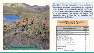 En algunas áreas se realizó la siembra de pastos con
Ichu (Stipa ichu). En estas labores, adicionalmente a
los trabajos explicados anteriormente se trasplantó
Ichu. Se inició con la excavación de hoyos de 30 x 30
x 30 cm para posteriormente proceder con el plantado
y el apisonamiento del terreno. El sistema de
plantación para el Ichu fue de tresbolillo con
distanciamiento de 1 metro.
Plantado de Ichu en el área A65
Especies Utilizadas en la Revegetación y
Trasplante de Ichu
 