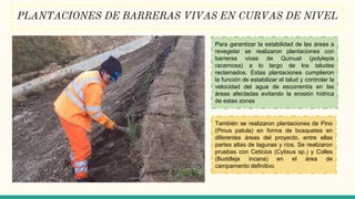 PLANTACIONES DE BARRERAS VIVAS EN CURVAS DE NIVEL
Para garantizar la estabilidad de las áreas a
revegetar se realizaron plantaciones con
barreras vivas de Quinual (polylepis
racemosa) a lo largo de los taludes
reclamados. Estas plantaciones cumplieron
la función de estabilizar el talud y controlar la
velocidad del agua de escorrentía en las
áreas afectadas evitando la erosión hídrica
de estas zonas
También se realizaron plantaciones de Pino
(Pinus patula) en forma de bosquetes en
diferentes áreas del proyecto, entre ellas
partes altas de lagunas y ríos. Se realizaron
pruebas con Ceticios (Cytisus sp.) y Colles
(Buddleja incana) en el área de
campamento definitivo
 