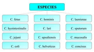 ESPECIES
C. fetus
C. hyointestinalis
C. jejuni
C. coli
C. hominis
C. lari
C. upsaliensis
C. helveticus
C. laenienae
C. sputorum
C. mucosalis
C. concisus
 