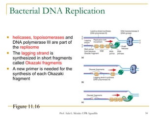 Bacterial DNA Replication helicases, topoisomerases   and DNA polymerase III are part of the  replisome The  lagging strand  is synthesized in short fragments called  Okazaki fragments A new primer is needed for the synthesis of each Okazaki fragment Prof. Aida L. Méndez UPR-Aguadilla Figure 11.16 