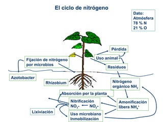 El ciclo de nitrógeno Lixiviación Dato: Atmósfera 78 % N 21 % O Uso animal Residuos Pérdida Nitrógeno  orgánico NH 2 Amonificación libera NH 4 + Rhizobium Azotobacter Fijación de nitrógeno por microbios Absorción por la planta Nitrificación NO 3 -  NO 2 - Uso microbiano Inmobilización 