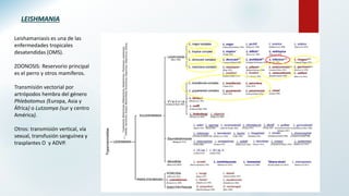 LEISHMANIA
Leishamaniasis es una de las
enfermedades tropicales
desatendidas (OMS).
ZOONOSIS: Reservorio principal
es el perro y otros mamíferos.
Transmisión vectorial por
artrópodos hembra del género
Phlebotomus (Europa, Asia y
África) o Lutzomya (sur y centro
América).
Otros: transmisión vertical, vía
sexual, transfusión sanguínea y
trasplantes O y ADVP.
 
