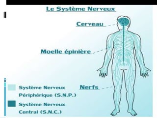Cat devant  convulsion du nrs