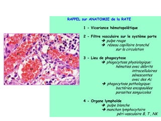 RAPPEL sur ANATOMIE de la RATE
1 - Vicariance hématopoïétique
2 - Filtre vasculaire sur le système porte
 pulpe rouge
 réseau capillaire branché
sur la circulation
3 - Lieu de phagocytose
 phagocytose physiologique:
hématies avec débrits
intracellulaires
sénescentes
avec des Ac
 phagocytose pathologique:
bactéries encapsulées
parasites sanguicoles
4 - Organe lymphoïde
 pulpe blanche
 manchon lymphocytaire
péri-vasculaire B, T , NK
 