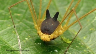 7
Metagryne bicolumnata
 