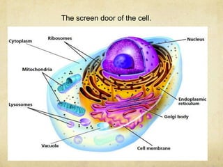 The screen door of the cell.
 