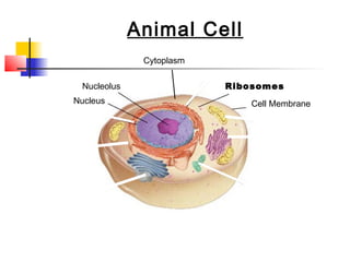 Section 7-2
Figure 7-5 Plant and Animal Cells
Go to
Section:
Animal Cell
Nucleus
Nucleolus Ribosomes
Cell Membrane
Cytoplasm
 