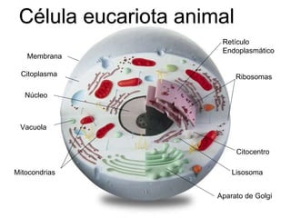 Célula eucariota animal
Membrana
Citoplasma
Núcleo
Retículo
Endoplasmático
Aparato de Golgi
Ribosomas
Mitocondrias
Vacuola
Lisosoma
Citocentro
 