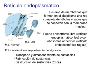 Retículo endoplasmático
Sistema de membranas que
forman en el citoplasma una red
completa de túbulos y sacos que
se conectan con la membrana
nuclear.
Puede encontrarse libre (retículo
endoplasmático liso) o con
ribosomas adheridos (retículo
endoplasmático rugoso)R.E. Rugoso
R.E. Liso
Entre sus funciones se pueden citar las siguientes:
•Transporte y almacenamiento de sustancias
•Fabricación de sustancias
•Destrucción de sustancias tóxicas
 