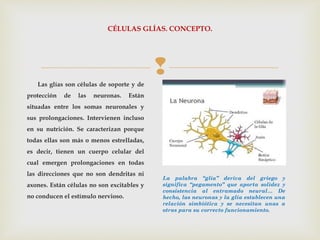 
CÉLULAS GLÍAS. CONCEPTO.
Las glías son células de soporte y de
protección de las neuronas. Están
situadas entre los somas neuronales y
sus prolongaciones. Intervienen incluso
en su nutrición. Se caracterizan porque
todas ellas son más o menos estrelladas,
es decir, tienen un cuerpo celular del
cual emergen prolongaciones en todas
las direcciones que no son dendritas ni
axones. Están células no son excitables y
no conducen el estímulo nervioso.
La palabra “glía” deriva del griego y
significa “pegamento” que aporta solidez y
consistencia al entramado neural… De
hecho, las neuronas y la glía establecen una
relación simbiótica y se necesitan unas a
otras para su correcto funcionamiento.
 