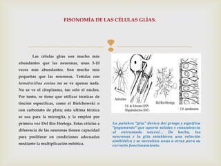 
FISONOMÍA DE LAS CÉLULAS GLÍAS.
Las células glías son mucho más
abundantes que las neuronas, unas 5-10
veces más abundantes. Son mucho más
pequeñas que las neuronas. Teñidas con
hematoxilina eosina no se ve apenas nada.
No se ve el citoplasma, tan sólo el núcleo.
Por tanto, se tiene que utilizar técnicas de
tinción específicas, como el Bielchowski o
con carbonato de plata; esta ultima técnica
se usa para la microglía, y la empleó por
primera vez Del Río Hortega. Estas células a
diferencia de las neuronas tienen capacidad
para proliferar en condiciones adecuadas
mediante la multiplicación mitótica.
La palabra “glía” deriva del griego y significa
“pegamento” que aporta solidez y consistencia
al entramado neural… De hecho, las
neuronas y la glía establecen una relación
simbiótica y se necesitan unas a otras para su
correcto funcionamiento.
 