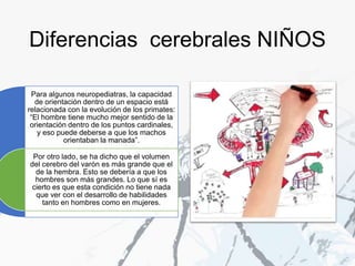 Para algunos neuropediatras, la capacidad
de orientación dentro de un espacio está
relacionada con la evolución de los primates:
“El hombre tiene mucho mejor sentido de la
orientación dentro de los puntos cardinales,
y eso puede deberse a que los machos
orientaban la manada”.
Por otro lado, se ha dicho que el volumen
del cerebro del varón es más grande que el
de la hembra. Esto se debería a que los
hombres son más grandes. Lo que sí es
cierto es que esta condición no tiene nada
que ver con el desarrollo de habilidades
tanto en hombres como en mujeres.
Diferencias cerebrales NIÑOS
 