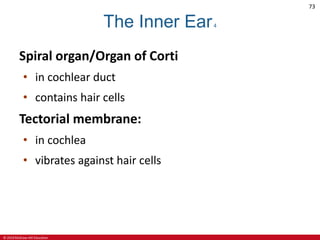 © 2019 McGraw-Hill Education
73
The Inner Ear4
Spiral organ/Organ of Corti
• in cochlear duct
• contains hair cells
Tectorial membrane:
• in cochlea
• vibrates against hair cells
 