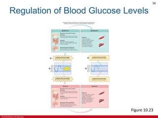 © 2019 McGraw-Hill Education
58
Regulation of Blood Glucose Levels
Figure 10.23
 