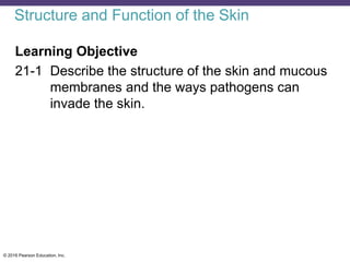© 2016 Pearson Education, Inc.
Structure and Function of the Skin
Learning Objective
21-1 Describe the structure of the skin and mucous
membranes and the ways pathogens can
invade the skin.
 
