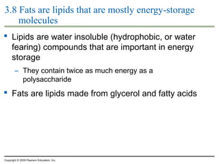 3.8 Fats are lipids that are mostly energy-storage
molecules
 Lipids are water insoluble (hydrophobic, or water
fearing) compounds that are important in energy
storage
– They contain twice as much energy as a
polysaccharide

 Fats are lipids made from glycerol and fatty acids

Copyright © 2009 Pearson Education, Inc.

 