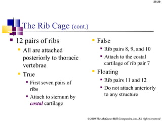25-29
© 2009 The McGraw-Hill Companies, Inc. All rights reserved
The Rib Cage (cont.)
 12 pairs of ribs
 All are attached
posteriorly to thoracic
vertebrae
 True

First seven pairs of
ribs

Attach to sternum by
costal cartilage
 False

Rib pairs 8, 9, and 10

Attach to the costal
cartilage of rib pair 7
 Floating

Rib pairs 11 and 12

Do not attach anteriorly
to any structure
 