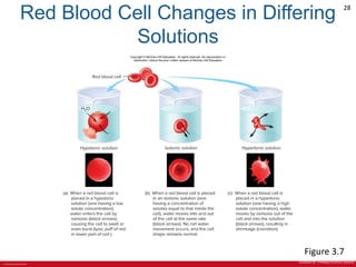© 2019 McGraw-Hill Education
28
Red Blood Cell Changes in Differing
Solutions
Figure 3.7
©David M. Phillips/Science Source
 