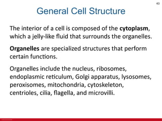© 2019 McGraw-Hill Education
43
General Cell Structure
The interior of a cell is composed of the cytoplasm,
which a jelly-like fluid that surrounds the organelles.
Organelles are specialized structures that perform
certain functions.
Organelles include the nucleus, ribosomes,
endoplasmic reticulum, Golgi apparatus, lysosomes,
peroxisomes, mitochondria, cytoskeleton,
centrioles, cilia, flagella, and microvilli.
 