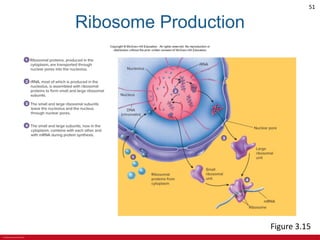 © 2019 McGraw-Hill Education
51
Ribosome Production
Figure 3.15
 