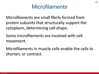 © 2019 McGraw-Hill Education
64
Microfilaments
Microfilaments are small fibrils formed from
protein subunits that structurally support the
cytoplasm, determining cell shape.
Some microfilaments are involved with cell
movement.
Microfilaments in muscle cells enable the cells to
shorten, or contract.
 