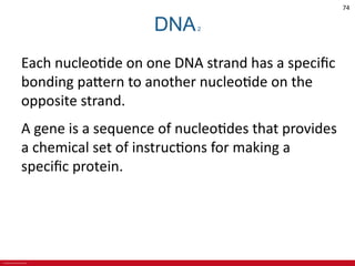© 2019 McGraw-Hill Education
74
DNA2
Each nucleotide on one DNA strand has a specific
bonding pattern to another nucleotide on the
opposite strand.
A gene is a sequence of nucleotides that provides
a chemical set of instructions for making a
specific protein.
 