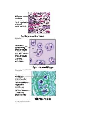 Chapter 4,5, 17 study guide