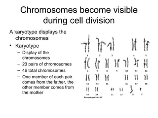 Chromosomes become visible
         during cell division
A karyotype displays the
  chromosomes
• Karyotype
   – Display of the
     chromosomes
   – 23 pairs of chromosomes
   – 46 total chromosomes
   – One member of each pair
     comes from the father, the
     other member comes from
     the mother
 