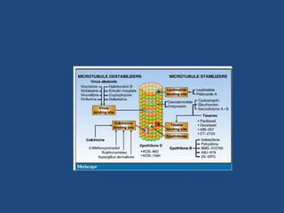 Chemotherapy of cancer