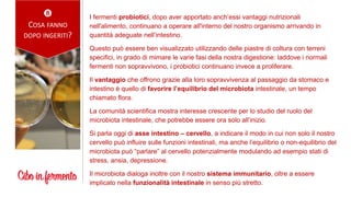 I fermenti probiotici, dopo aver apportato anch’essi vantaggi nutrizionali
nell'alimento, continuano a operare all'interno del nostro organismo arrivando in
quantità adeguate nell’intestino.
Questo può essere ben visualizzato utilizzando delle piastre di coltura con terreni
specifici, in grado di mimare le varie fasi della nostra digestione: laddove i normali
fermenti non sopravvivono, i probiotici continuano invece a proliferare.
Il vantaggio che offrono grazie alla loro sopravvivenza al passaggio da stomaco e
intestino è quello di favorire l’equilibrio del microbiota intestinale, un tempo
chiamato flora.
La comunità scientifica mostra interesse crescente per lo studio del ruolo del
microbiota intestinale, che potrebbe essere ora solo all’inizio.
Si parla oggi di asse intestino – cervello, a indicare il modo in cui non solo il nostro
cervello può influire sulle funzioni intestinali, ma anche l’equilibrio o non-equilibrio del
microbiota può “parlare” al cervello potenzialmente modulando ad esempio stati di
stress, ansia, depressione.
Il microbiota dialoga inoltre con il nostro sistema immunitario, oltre a essere
implicato nella funzionalità intestinale in senso più stretto.

COSA FANNO
DOPO INGERITI?
 
