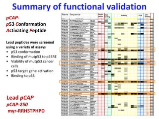 N ame P eptide Seq
pCAP201 HPTHPIRLRDNLTR 14-3-3 3 3
pCAP202 DEDAKFRIRILMRR APAF1 3 2 3 8
pCAP203 RRRHDSCHNQLQNYDHSTE ASPP1 3 2 4 6 4 6 6 4 4 42
pCAP204 MSTESNMPRLIQNDDRRR ASPP2 2 4 4 5 5 20
pCAP205 RCRNRKKEKTECLQKESEK ATF3 2 5
pCAP206 RRRSHSQENVDQDTDE BAK 3 3 2 1 2 6 19
pCAP207 RRSRSNEDVEDKTEDE BAK 0
pCAP208 RRIRSGGKDHAWTPLHENH BARD1 0
pCAP209 HTPHPPVARTSPLQTPRR BCL2 0
pCAP210 DEFERYRRFSTSRRR BCL-XL 3 2 2 2 6 3 3 6 29
pCAP211 PDSEPPRMELRRR BCR 0
pCAP212 myr-REEETILIIRRR BRG1 3
pCAP213 RRIKMIRTSESFIQHIVS BTF 3 5
pCAP214 RRRESEQRSISLHHHST C-ABL 2 2
pCAP215 RRDTFDIRILMAF CARM1 0
pCAP216 myr-HFNHYTFESTCRRRRC CAS 2 2
pCAP217 HSTPHPPQPPERRR CCDC8 2 2
pCAP218 RREVTELHHTHEDRR CEP72 0
pCAP219 SYRHYSDHWEDRRR CETD2 1 1
pCAP220 STTHPHPGTSAPEPATRRR CHD6 2 2 2 6
pCAP221 myr-RRKHNKHRPEPDSDER CTF2 3 5 3 4 2 5 6 5 2 5 4 6 6 60
pCAP222 RYEENNGVNPPVQVFESRTR CUL7 4
pCAP223 SPWTHERRCRQR CYP27B1 0
pCAP224 RRKSEPHSLSGGYQTGAD DIABLO 2 2
pCAP225 HTIHSISDFPEPPDRRRR DMP1 3 3
pCAP226 DDSDNRIIRYRR G3BP2 3 3 6
pCAP227 myr-RRKILFIRLMHNKH GAS2 4 6 5 5 5 6 5 6 3 5 5 3 4 67
pCAP228 DEDAAHSTGHPHNSQHRRRRHIPK1 3 0
pCAP229 myr-PRVLPSPHTIHPSQYP HIPK2 2 3 3 3 3 3 3 3 3 29
pCAP230 RKRGKSYAFFVPPSESKERW HMGB1 3 5 5 4 3 6 5 5 2 6 4 6 6 63
pCAP231 HRTQSTLILFIRRGRET HTRA2 3 9
pCAP232 RSRSSHLRDHERTHT HZF 0
pCAP233 SHYHTPQNPPSTRRR IFI16 3 3 3 2 11
pCAP234 HRTGHYTRCRQRCRSRSHNRHKLF4 2 2
pCAP235 RSYSKLLCLLERLRISP MIF 2 2 2 11
pCAP236 RRRSTNTFLGEDFDQ MORTALIN 0
pCAP237 HTIHVHYPGNRQPNPPLILQR MULE 3 5 2 12
pCAP238 TSPHPSLPRHIYPRR NFAT 2 4 6
pCAP239 REGFYGPWHEQRRR OGA 2 2 4
pCAP240 TEQHHYIPHRRR OSGIN2 3 3
pCAP241 LIGLSTSPRPRIIR PAR3 0
pCAP242 myr-RRLIVRILKLPNPPER PARC 4 3 6 6 6 6 3 4 6 6 5 6 6
pCAP243 RRCRSILPLLLLSR PERP 2 2
pCAP244 RRVSELQRNKHGRKHEL PIAS1 2 5
pCAP245 NHITNGGEEDSDCSSRRRRL PIN1 3 2 8
pCAP246 RRRLDDEDVQTPTPSEYQN PIRH2 2 5
pCAP247 RRITEIRGRTGKTTLTYIED RAD51 3 6
pCAP248 EIYGESGKTDEHALDTEYRR RAD51 0
pCAP249 myr-DERTGKTRRYIDTRDIRR RAD51 3 3 6
pCAP250 myr-RRHSTPHPD RAD9 4 6 5 5 5 5 5 6 3 6 6 6 6 72
pCAP251 RLRRVILRSYHE RAD9 3 3
pCAP252 RRVILRSYDGGHSTPHPD RAD9 0
pCAP253 TGKTFVKRHLTEFEKKYR RAN 0
pCAP254 NHFDYDTIELDTAGEYSRRR RAS 0
pCAP255 DPEPPRYLPPPPERR RASSF5 0
pCAP256 RTLHGRRVILHEGGHSISDLK RPA70 2 2
pCAP257 myr-HSSHHHPTVQHRR SIN3A 4 4 8
pCAP258 FLIGPDRLIRSR SIVA 6 4 5 2 2 4 23
pCAP259 myr-RTLIGIIRSHHLTLIRR SMG1 5 4 5 3 2 2 25
pCAP260 RRTFIRHRIDSTEVIYQDED STK11 0
pCAP261 RRRQPLPSAPENEE STK15 2 3 5
pCAP262 ESKTGHKSEEQRLRRYR TBP 0
pCAP263 YDDEHNHHPHHSTHRRR TSC22 0
pCAP264 RRRREVHTIHQHGIVHSD TTK 0
4
3
3
3
4
6
3
5
2
5
3
3
6
4
4
2
3
2
3
3
2
Name Sequence Confor
mation
DNA
binding
Viability PCR p53
binding
pCAP-
p53 Conformation
Activating Peptide
Lead peptides were screened
using a variety of assays
• p53 conformation
• Binding of mutp53 to p53RE
• Viability of mutp53 cancer
cells
• p53 target gene activation
• Binding to p53
Lead pCAP
pCAP-250
myr-RRHSTPHPD
Summary of functional validation
31
 
