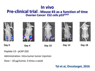 In vivo
Pre-clinical trial - Mouse #3 as a function of time
Ovarian Cancer ES2 cells p53S241F
Peptide I.D - pCAP-250
Administration- Intra-tumor tumor injection
Dose – 10 μg/tumor, 3 times a week
Tal et al, Oncotarget, 2016
 