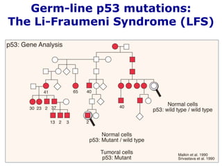 Germ-line p53 mutations:
The Li-Fraumeni Syndrome (LFS)
 