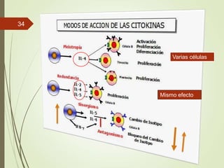 34
Varias células
Mismo efecto
 