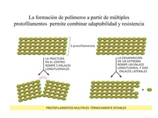 La formación de polímeros a partir de múltiples
protofilamentos permite combinar adaptabilidad y resistencia
 